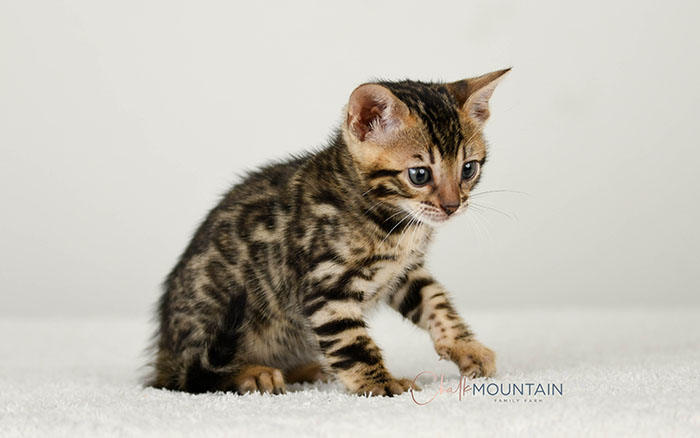 Bengal kitten for sale